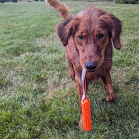 Retriever dog carrying orange n-gage bumper junior dog toy in a yard on grass