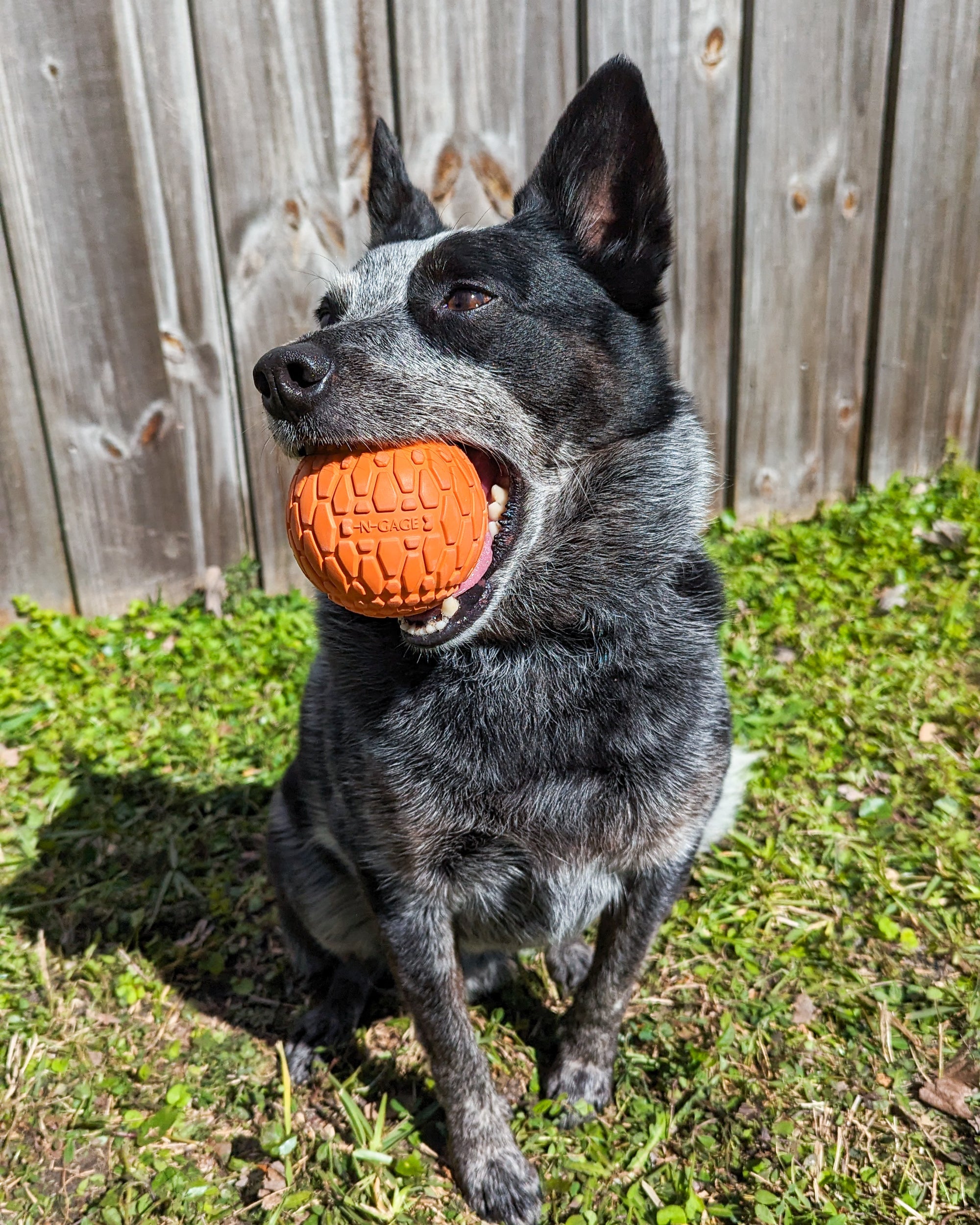 Classic Squeaker Ball