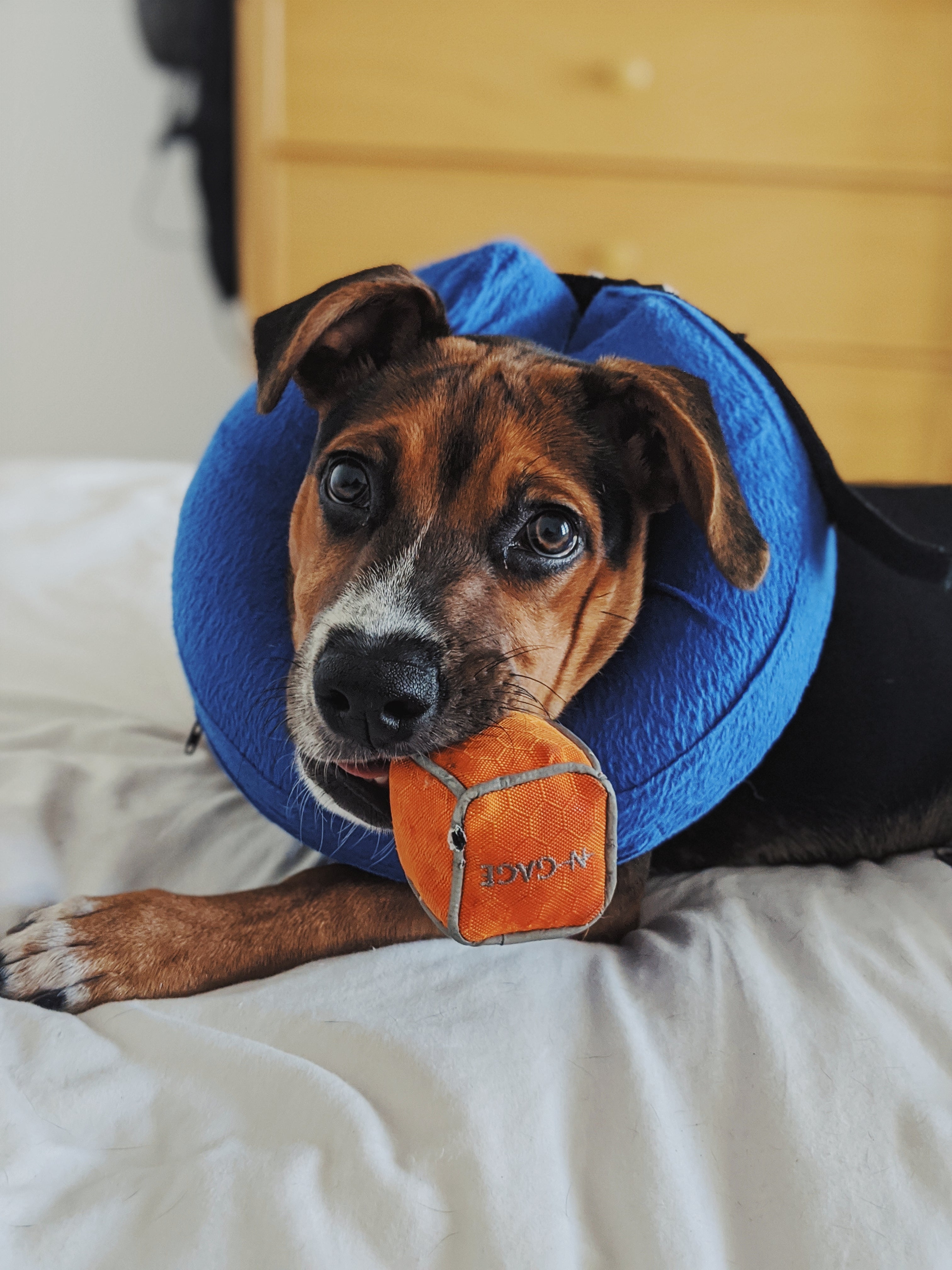 Help Ross Students Take Their Pets Home NGAGE