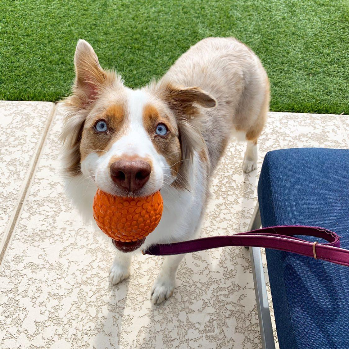 Share the Fetch: Sadie