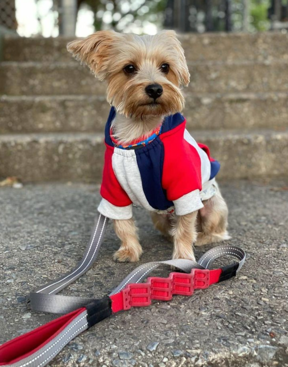 Running Leash vs. Stretch Leash