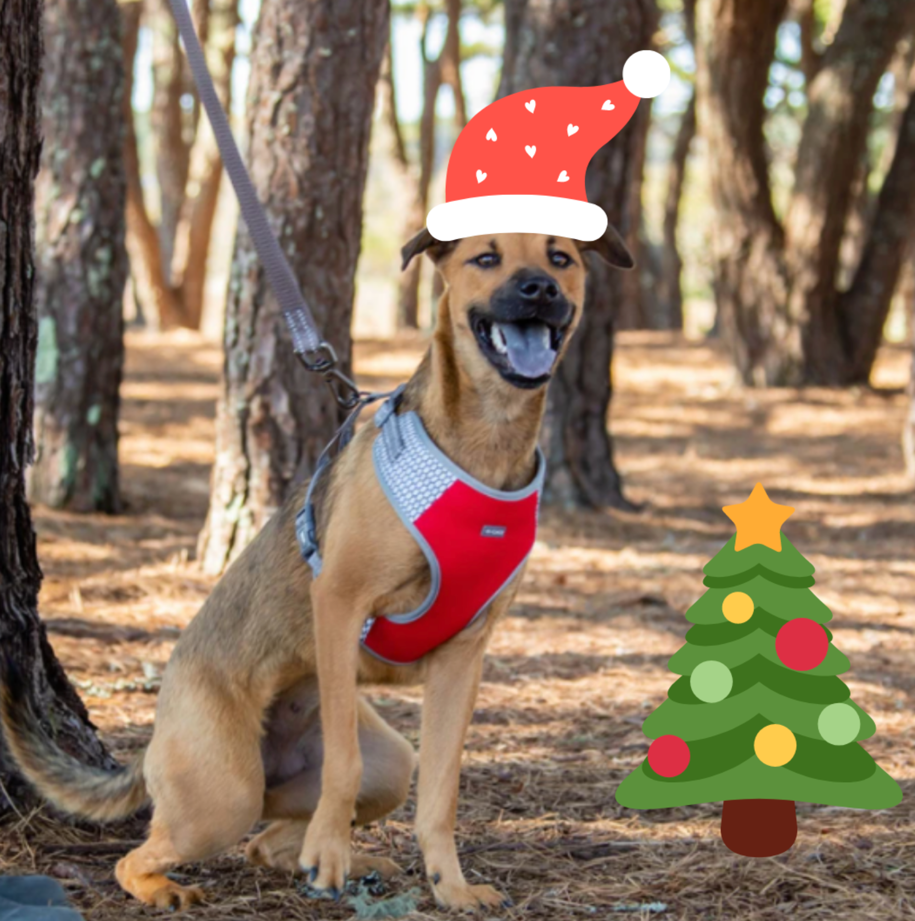 THE BEST GIFTS FOR DOGS 2021