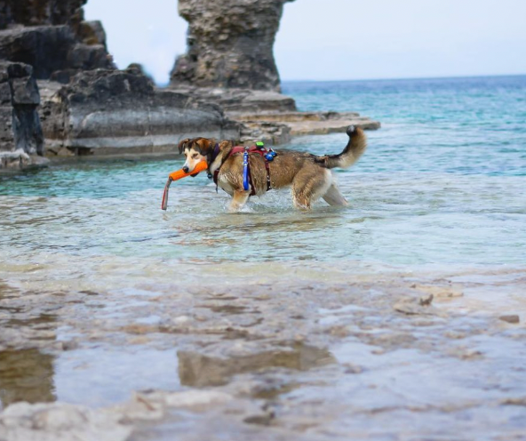 #sharethefetch with Kona