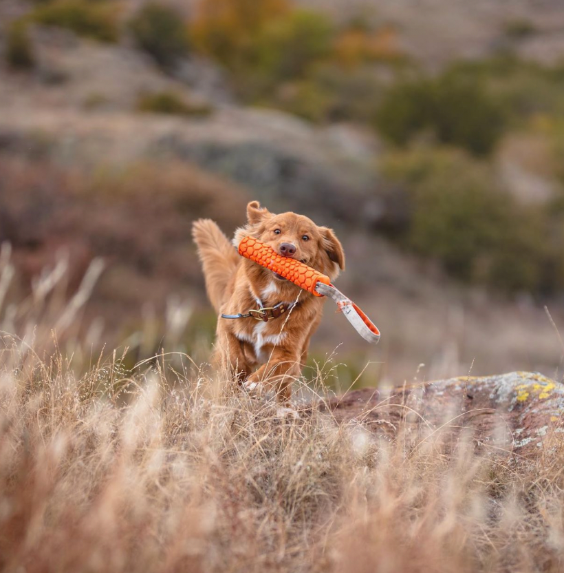 A golden hour hike with @wildretrievers