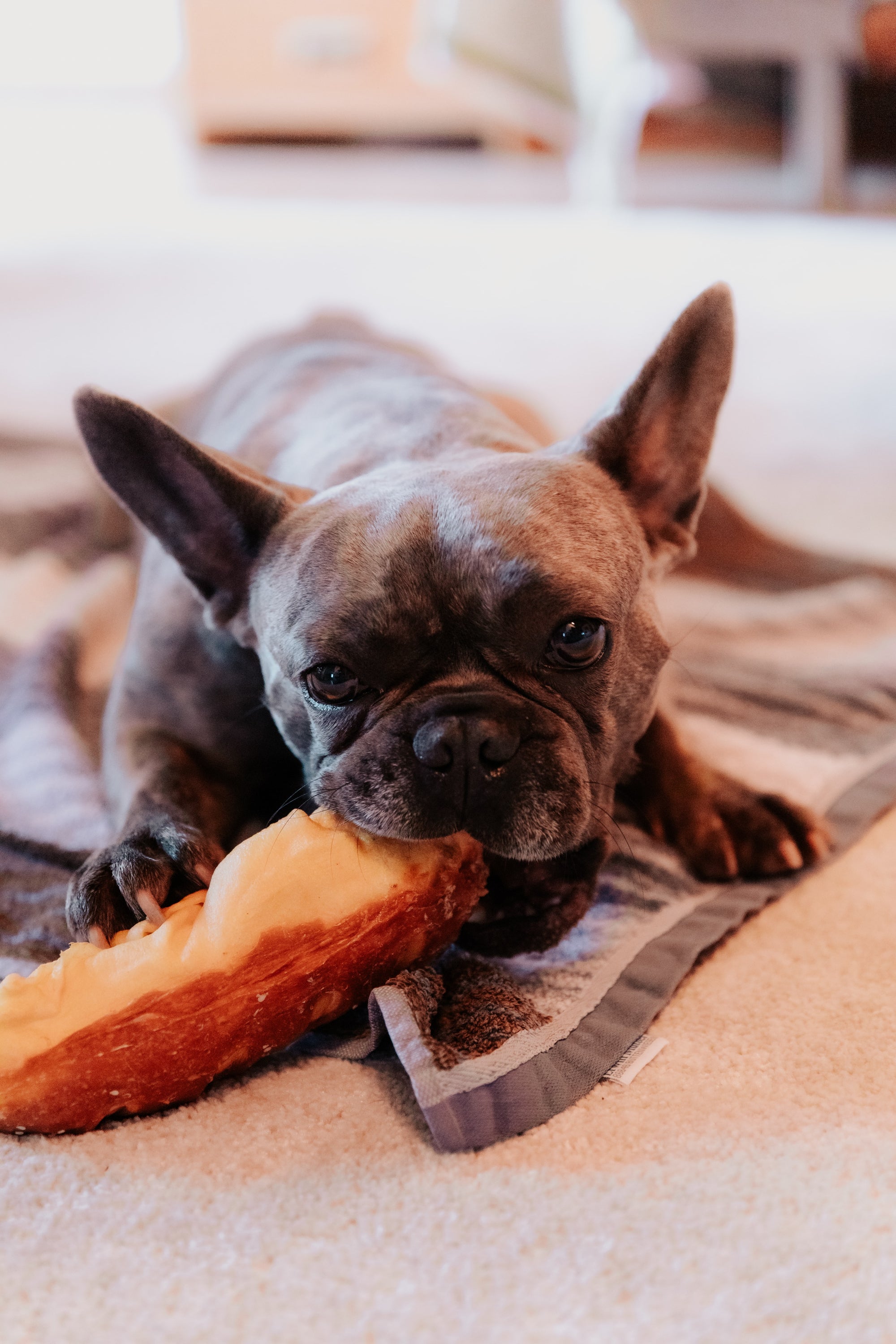 Best of the Best Dog Treat Recipies