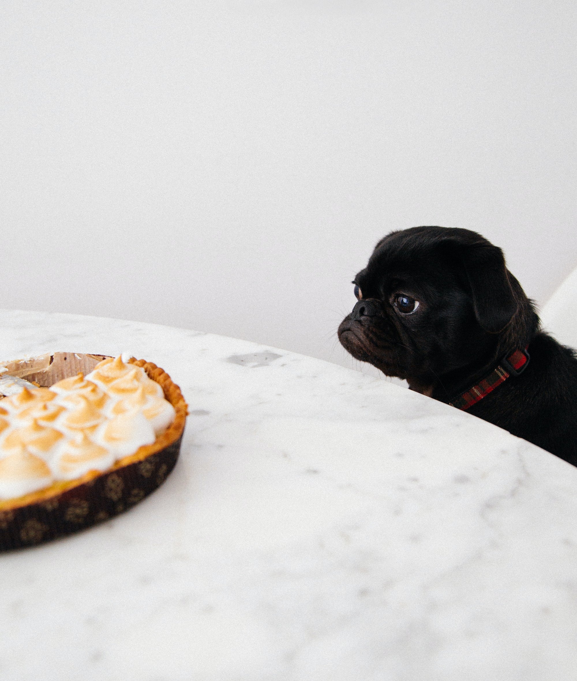 5 Thanksgiving Dog Treat Recipes For This Year’s Feast