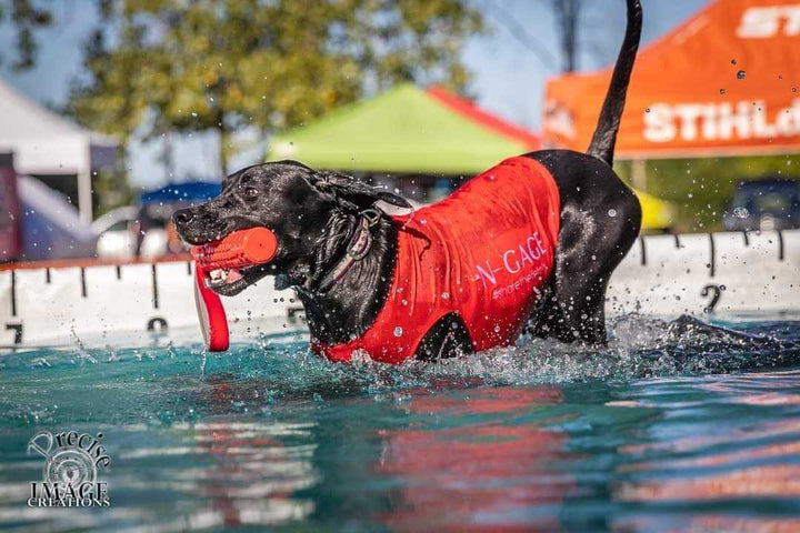 DockDogs: Get in the Know