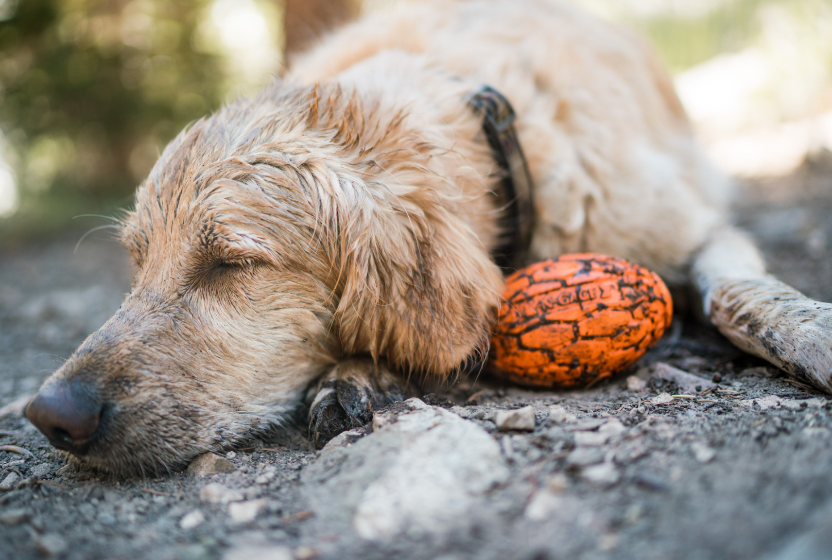 yellow lab dog sleeping with orange n-gage squeaker football