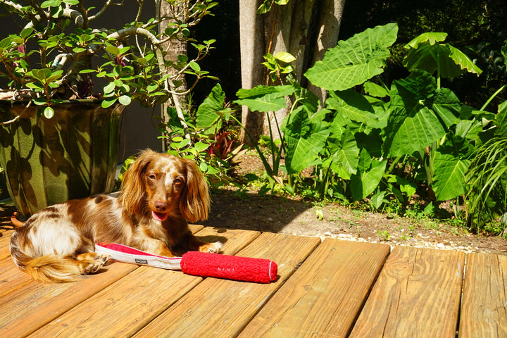 dachshund with n-gage cozy bumper dog toys in front of leaves on wooden porch