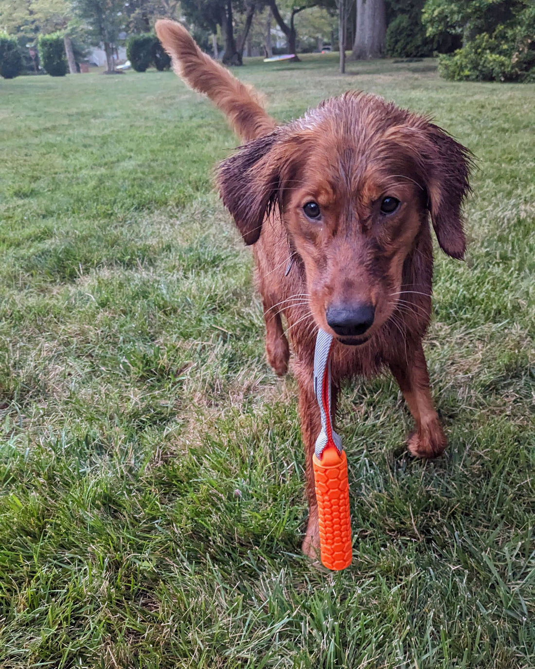 Retriever dog carrying orange n-gage bumper junior dog toy in a yard on grass