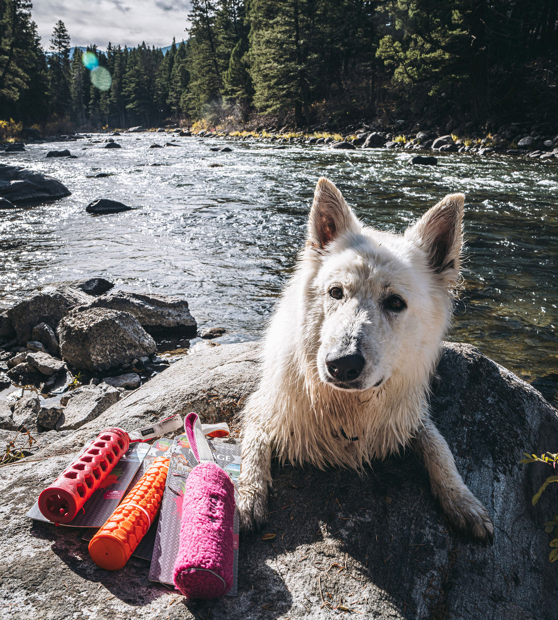 N-GAGE Pet Products
