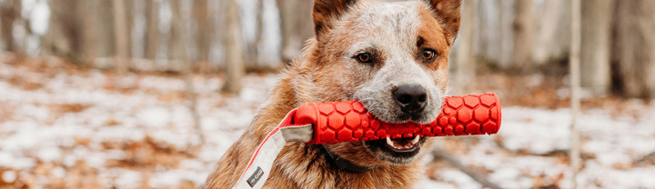 Bumper Plate Dog Chew Toy – Fringe Sport