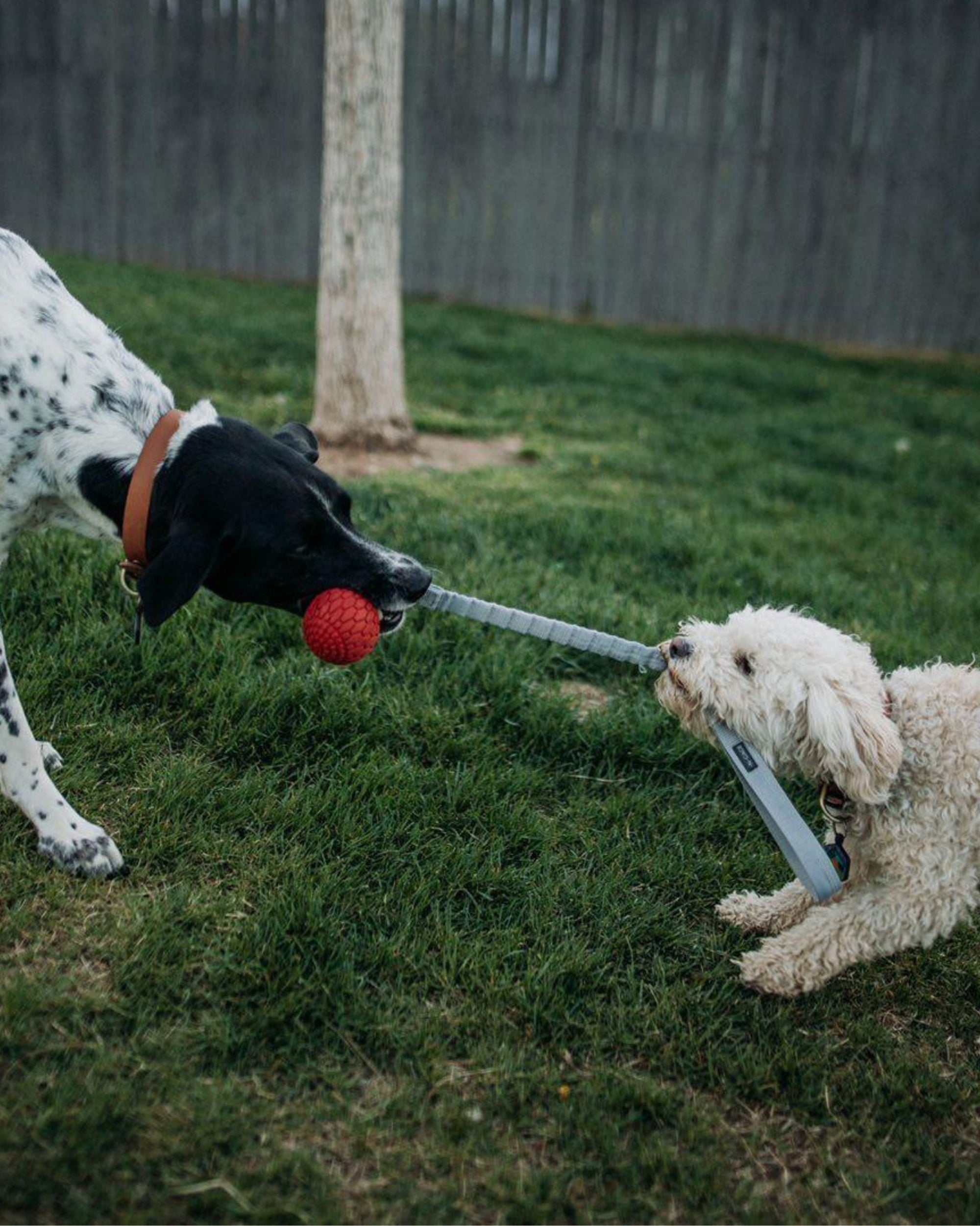 two dogs playing tug-o-war with the n-gage bungee handler toy