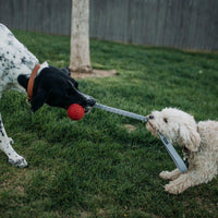 two dogs playing tug-o-war with the n-gage bungee handler toy