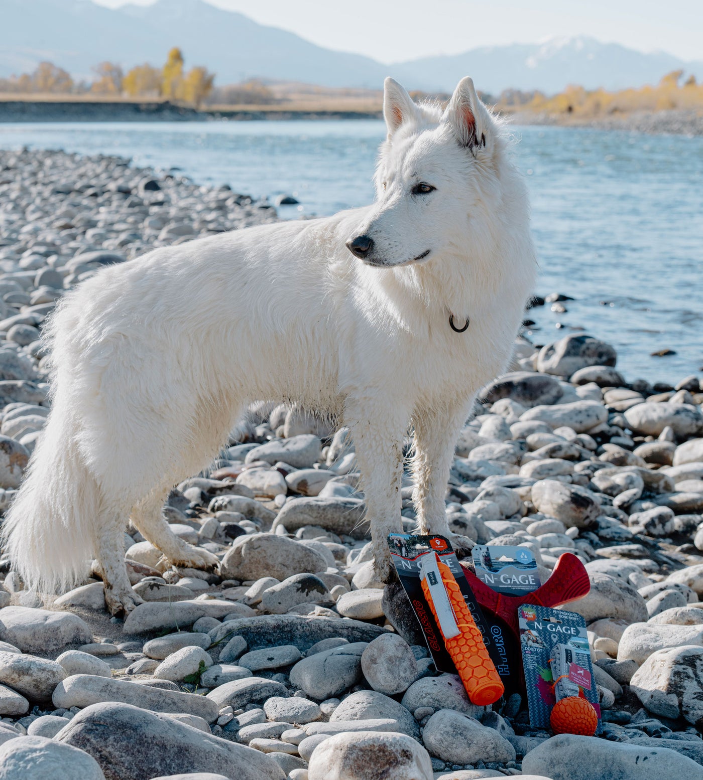 N-GAGE Pet Products