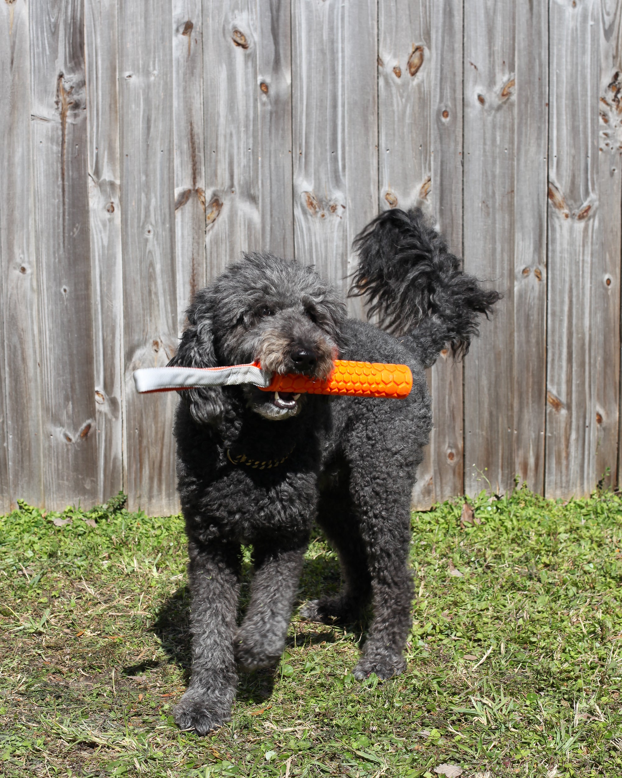 Classic Bumper Regular