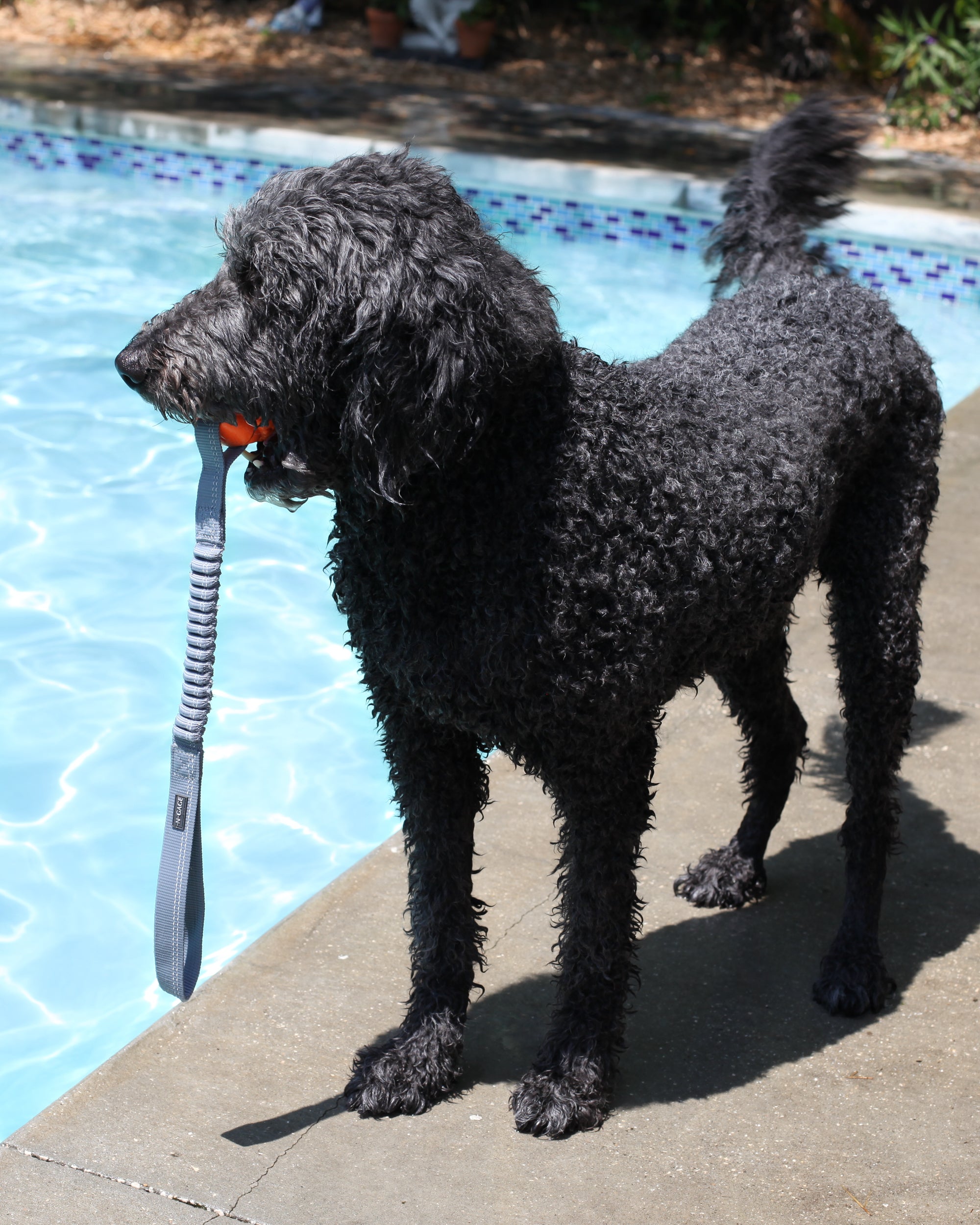 Hydro Bungee Handler