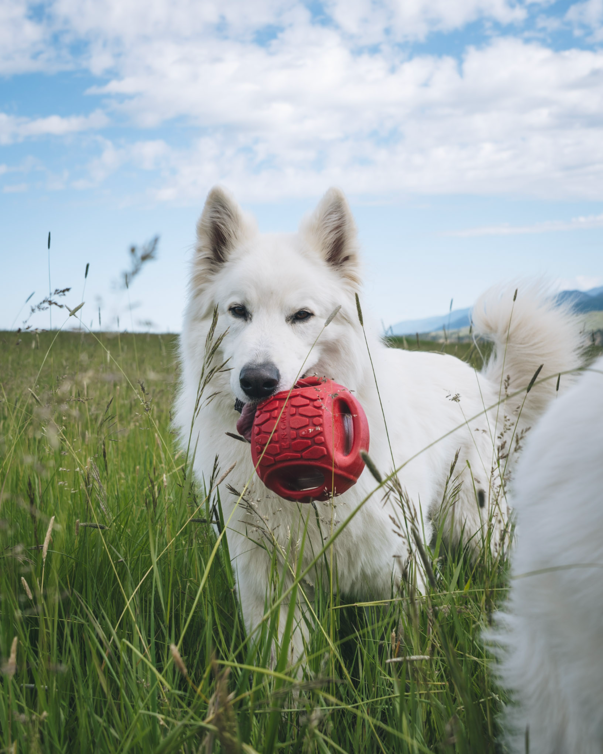 Yeti Wolf Kit