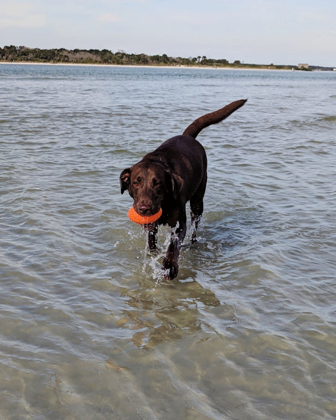 Squeaker Football Regular