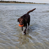 Squeaker Football Regular