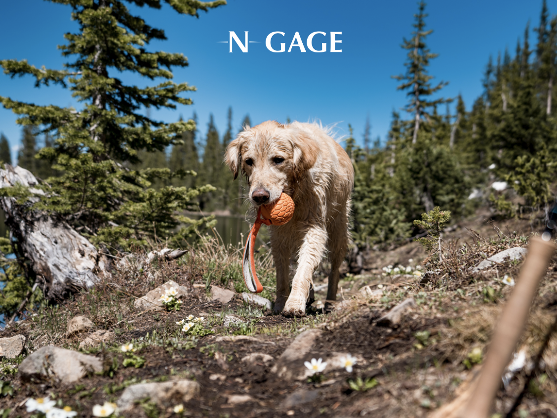 N-GAGE Pet Products
